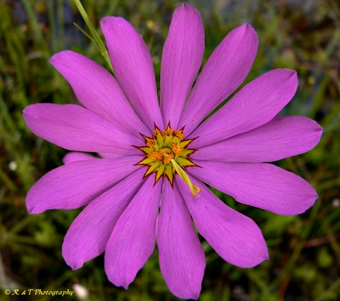 {Sabatia decandra}